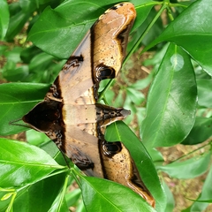 Amplypterus panopus