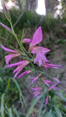 Gladiolus italicus