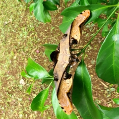 Amplypterus panopus