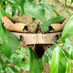 Amplypterus panopus