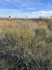 Ephedra trifurca