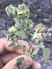 Abutilon abutiloides