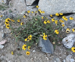Zinnia maritima