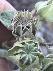 Abutilon abutiloides