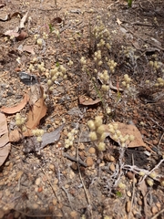 Pterochaeta paniculata