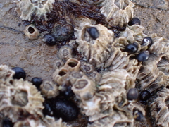 Semibalanus cariosus