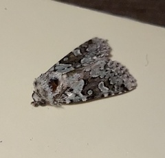 Lacinipolia strigicollis