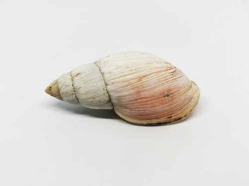 Placostylus observed 2021-12-29