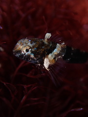 Psychrolutidae
