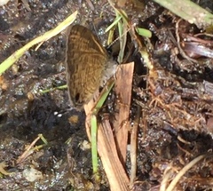 Prosotas nora superdates