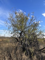 Prosopis glandulosa