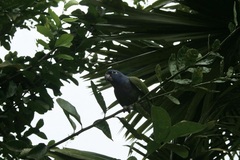 Pionus menstruus