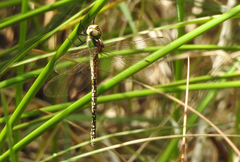 Austrogynacantha heterogena
