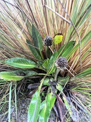 Eryngium humile