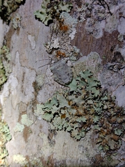 Pelidnocoris