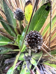 Eryngium humile