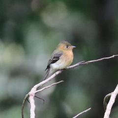 Mitrephanes phaeocercus