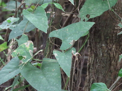 Centrosema sagittatum