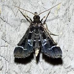 Diasemiodes janassialis