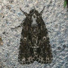 Acronicta afflicta
