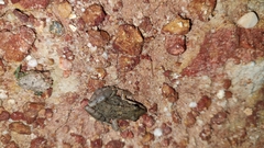 Leptodactylus fragilis