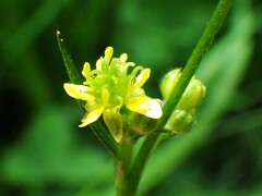 Ranunculus uncinatus