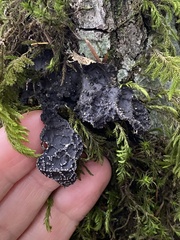 Lobaria