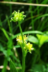 Ranunculus uncinatus