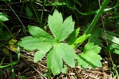 Ranunculus uncinatus