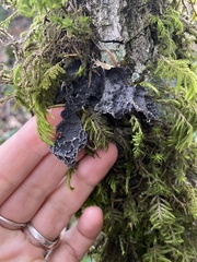 Lobaria
