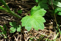 Ranunculus uncinatus