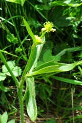 Ranunculus uncinatus