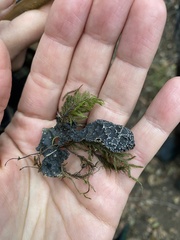 Lobaria