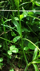 Ranunculus uncinatus