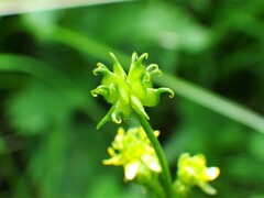 Ranunculus uncinatus