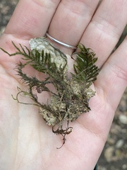 Lobaria