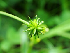 Ranunculus uncinatus