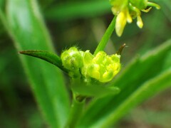 Ranunculus uncinatus
