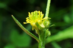 Ranunculus uncinatus