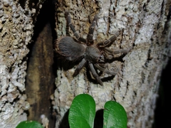 Eupalaestrus spinosissimus