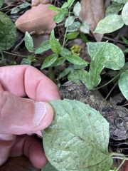 Acanthocheila visenda