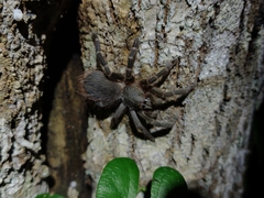Eupalaestrus spinosissimus