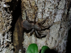 Eupalaestrus spinosissimus