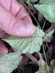 Acanthocheila visenda