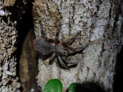 Eupalaestrus spinosissimus