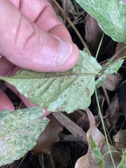 Acanthocheila visenda