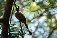 Momotus subrufescens