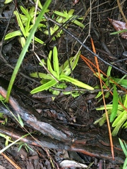 Pinguicula primuliflora