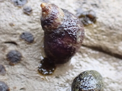 Littorina scutulata
