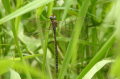 Austrogynacantha heterogena